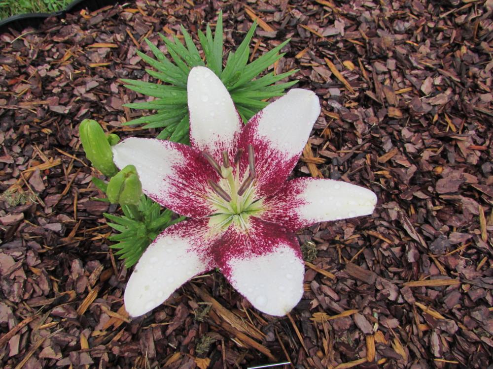 Lily (Lilium 'Black Eye') in the Lilies Database