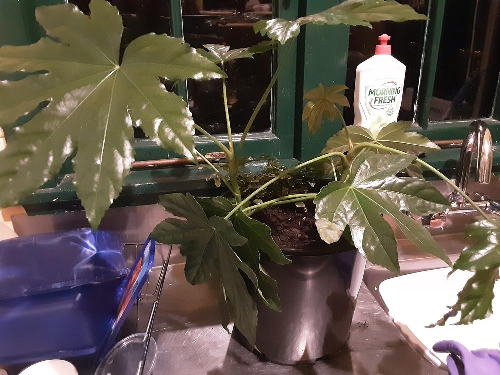 Fatsia japonica drooping in the Houseplants forum