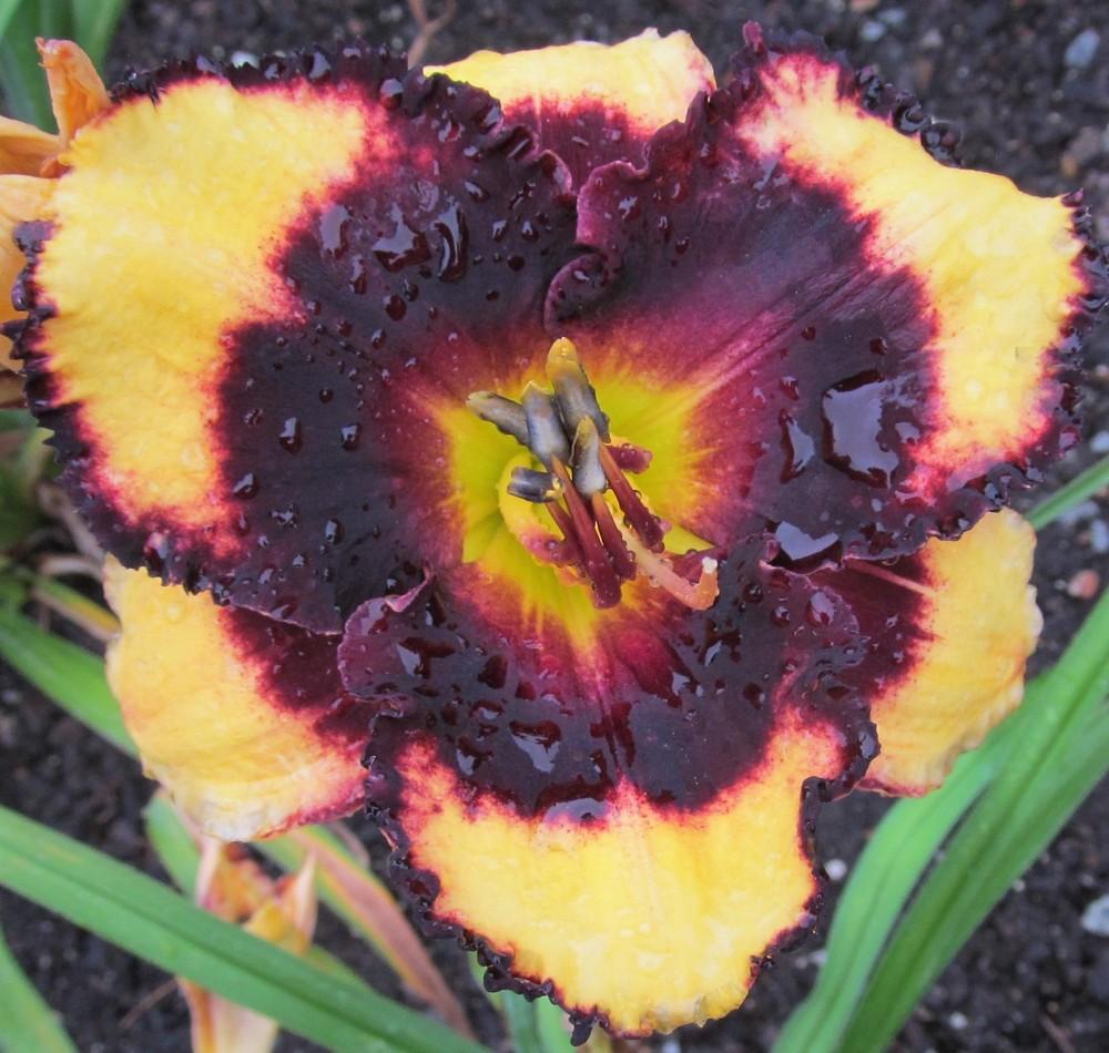 Daylily (Hemerocallis &lsquo;Capture the Moment&rsquo;) in the Daylilies Database