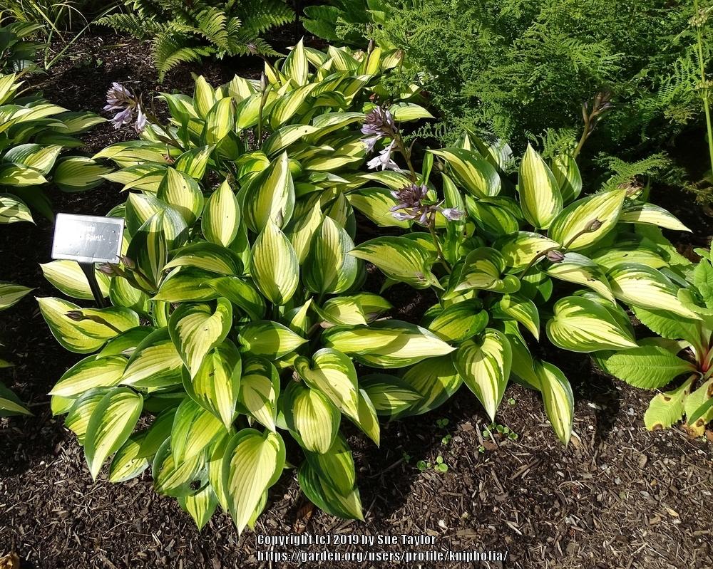 Photo of the entire plant of Hosta &lsquo;June Spirit&rsquo; posted by kniphofia