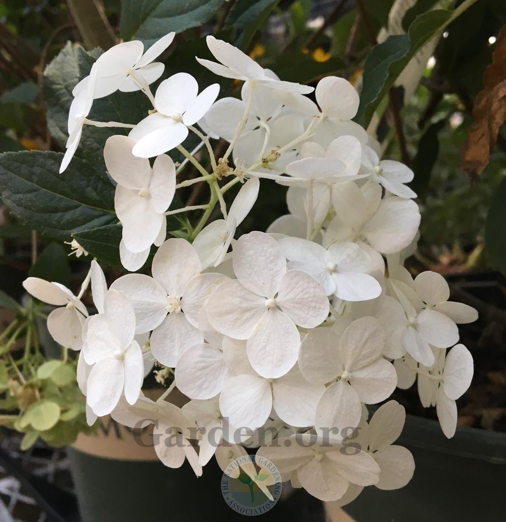 Hydrangea (Hydrangea paniculata Strawberry Shake™) in the Hydrangeas