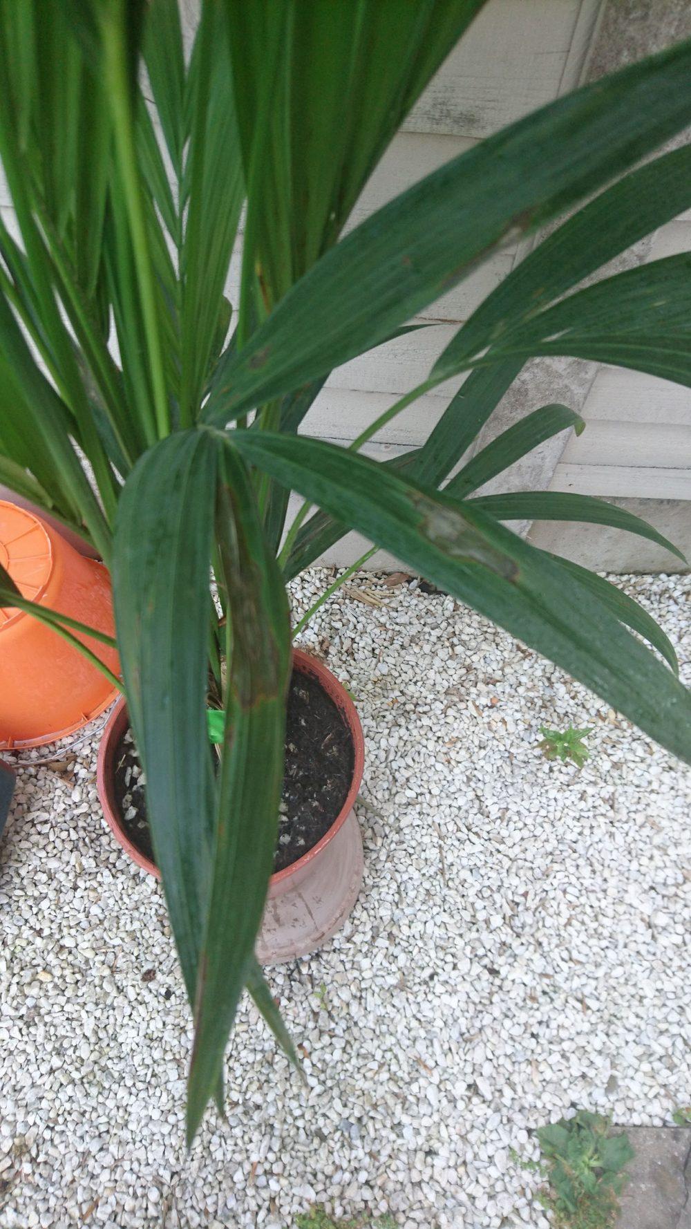 Ask a Question forum→Kentia palm leaves very dry and