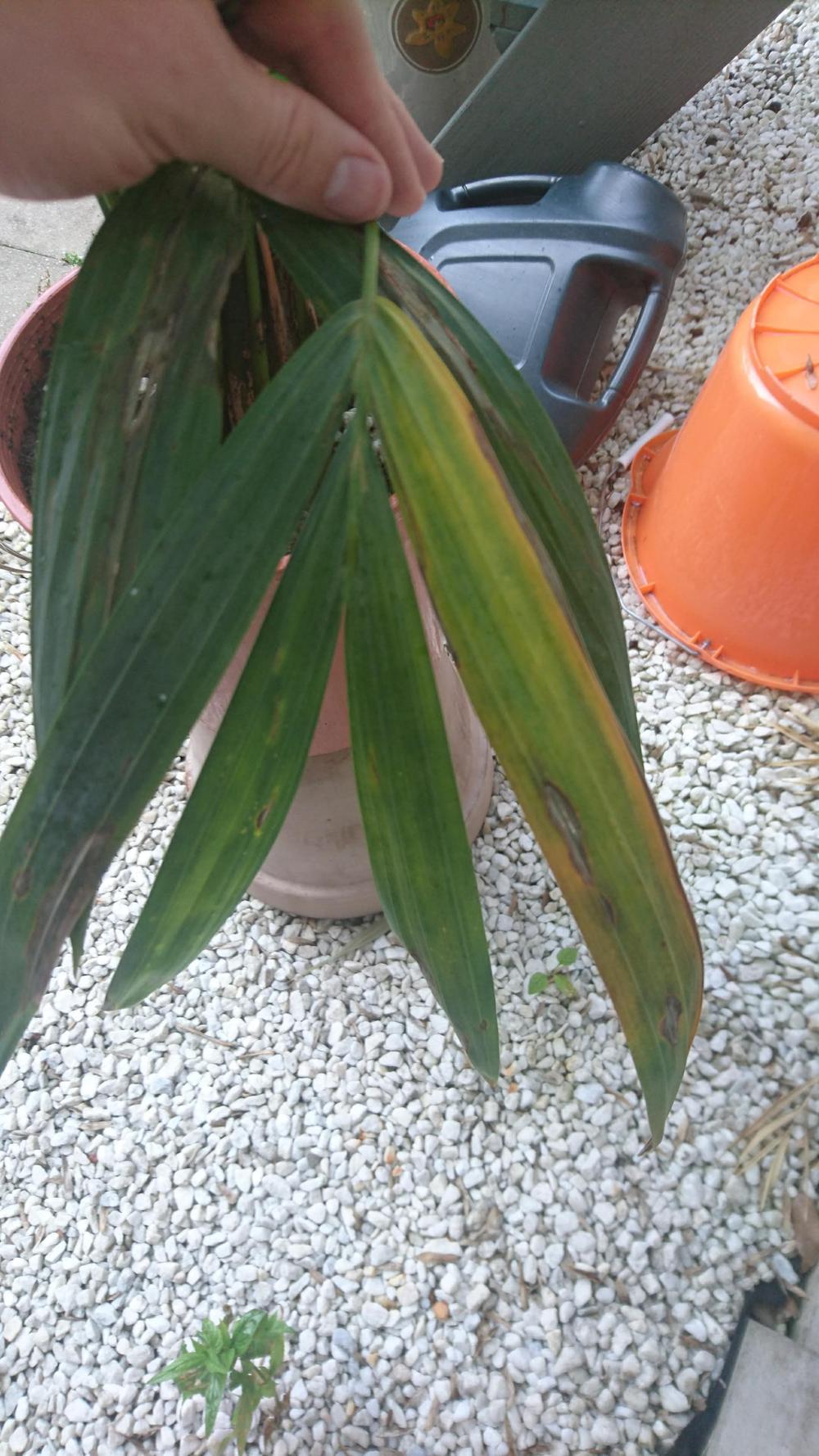 Ask a Question forum→Kentia palm leaves very dry and turning brown