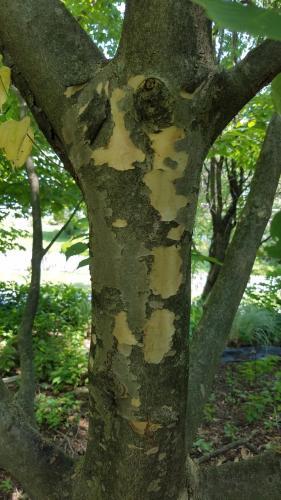 Thumb of 2019-07-27/Bdepaolo/8275e7