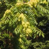 Location: Paoli, PennsylvaniaDate: 2019-07-27immature seeds and foliage