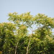 Location: Reading, PennsylvaniaDate: 2015-06-10part of a grove near Railraod tracks