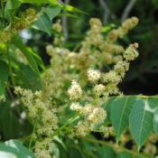 Location: Reading, PennsylvaniaDate: 2016-06-22flower clusters
