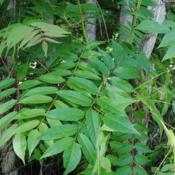 Location: Reading, PennsylvaniaDate: 2015-06-10leaves