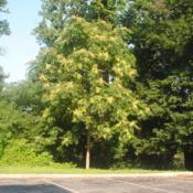 Location: Paoli, PennsylvaniaDate: 2019-07-27maturing female tree with seed