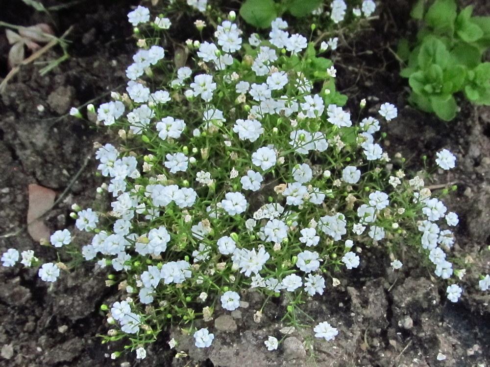 Gypsophila 'Gypsy White Improved'