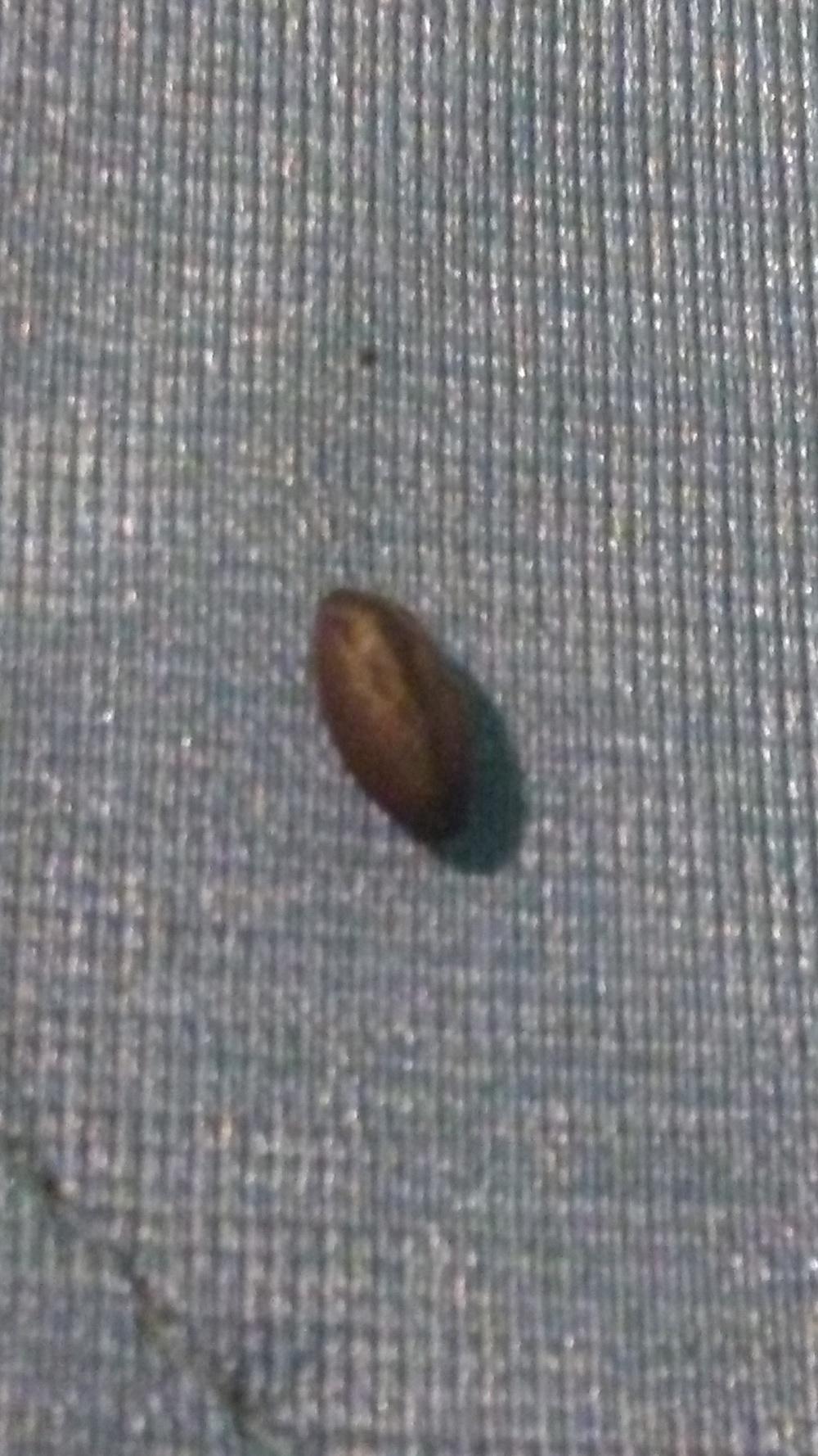 What is this bean pod? in the Plant ID forum