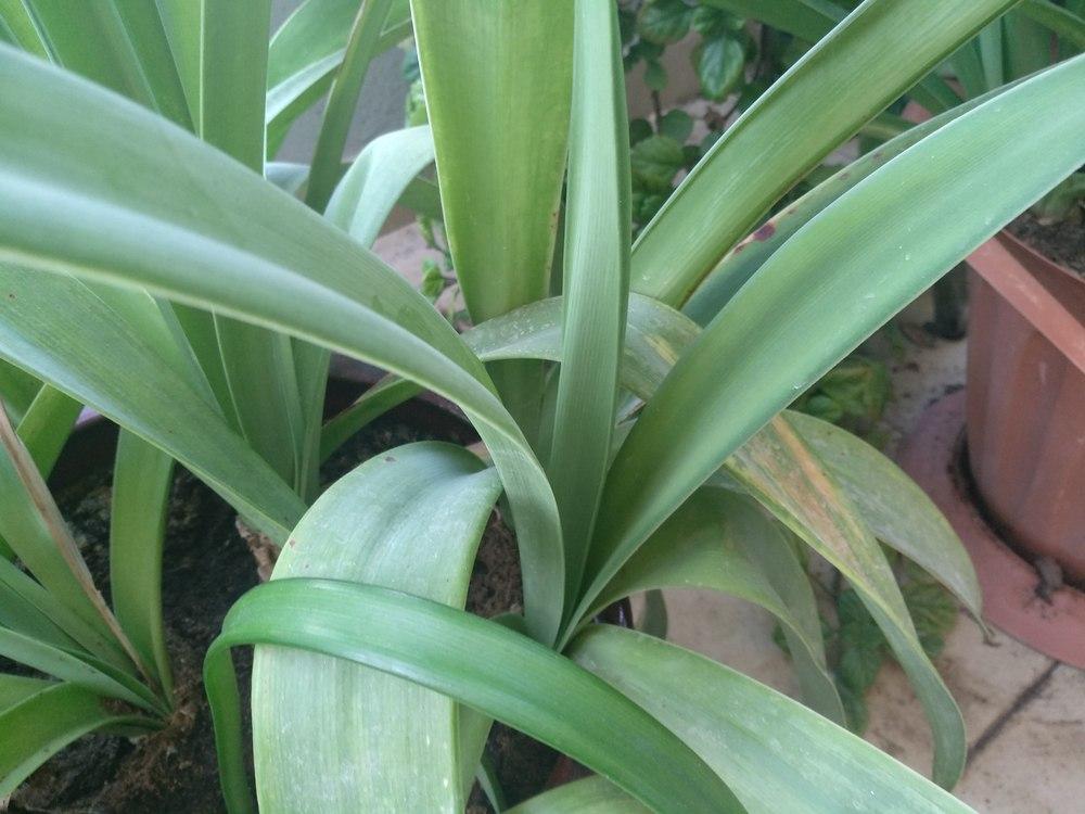 Amaryllis And Hippeastrum Forum Amaryllis Yellow Leaves Problem Garden Org
