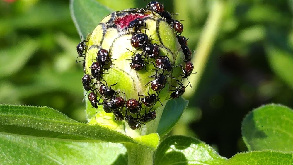 Identify a Bug Hatch Cluster on my Zinnia Bud! in the Pests and