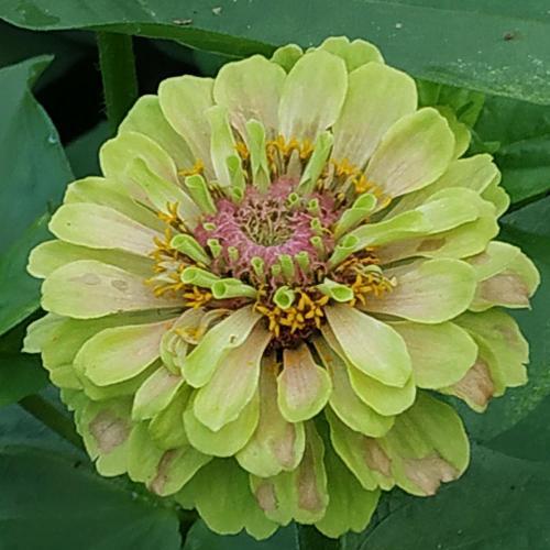 Thumb of 2019-07-30/GardenOfEaten/c6ca3a