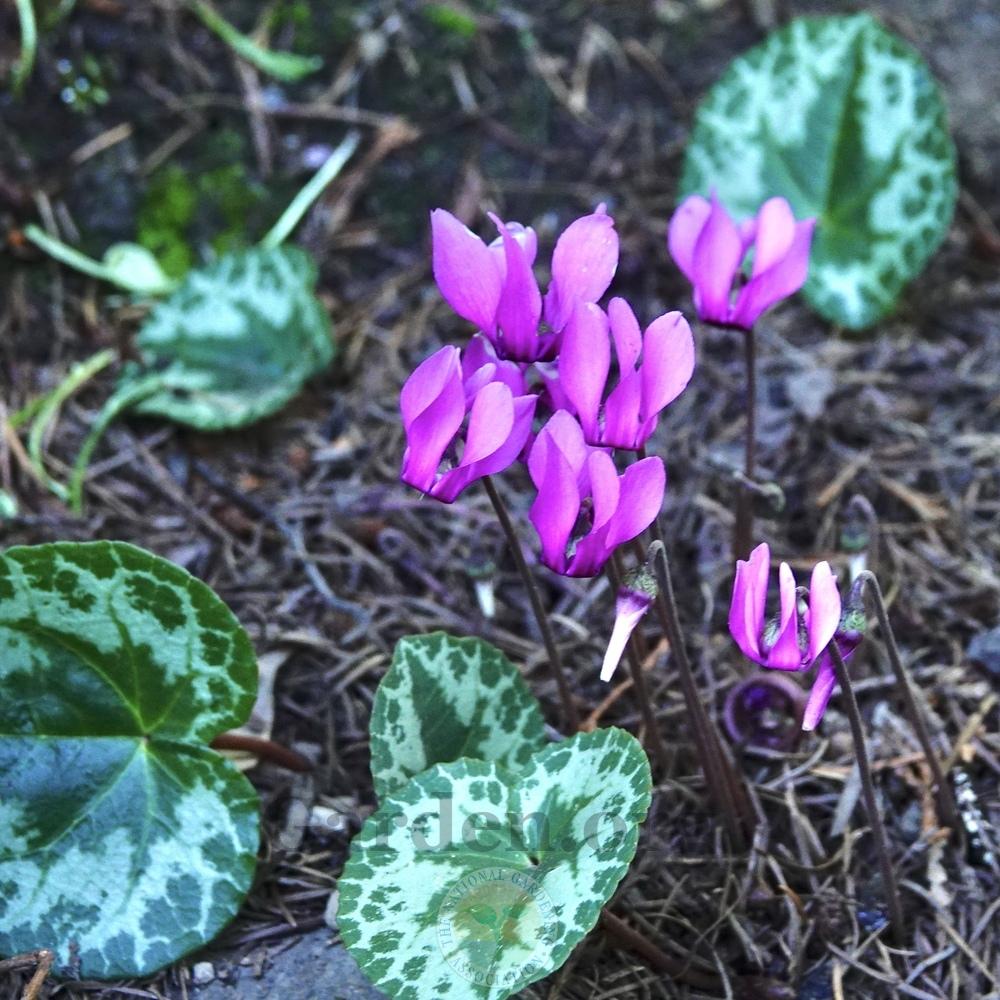 Cyclamen (Cyclamen purpurascens 'Christmas Tree')