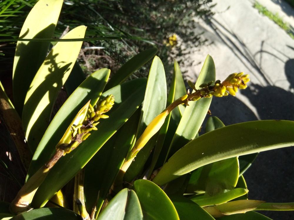 Orchid flowers are dying in the Orchids forum