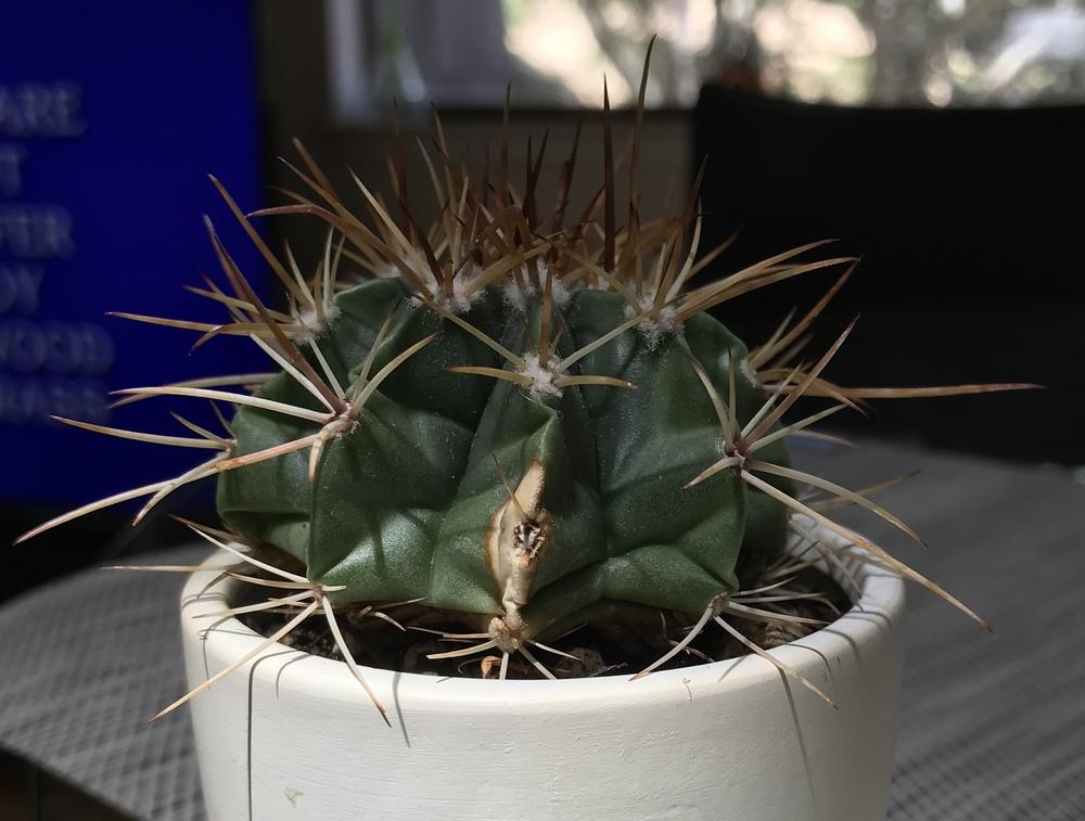 Is my cactus healthy? in the Cactus and Succulents forum