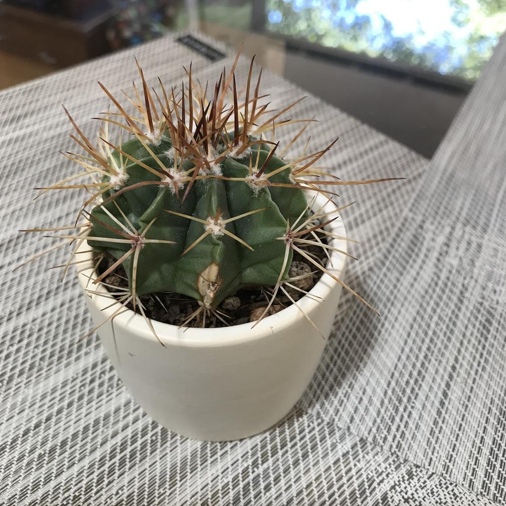 Is my cactus healthy? in the Cactus and Succulents forum