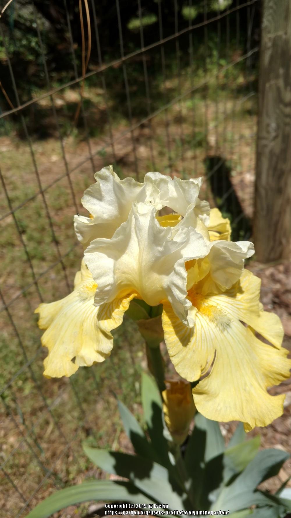 Tall Bearded Iris (Iris 'Perfect Interlude') in the Irises Database