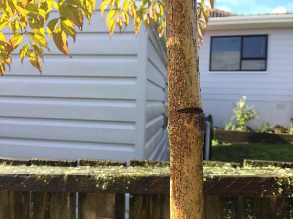 China Doll Tree Want to reduce leggy look and make bushier in the Ask