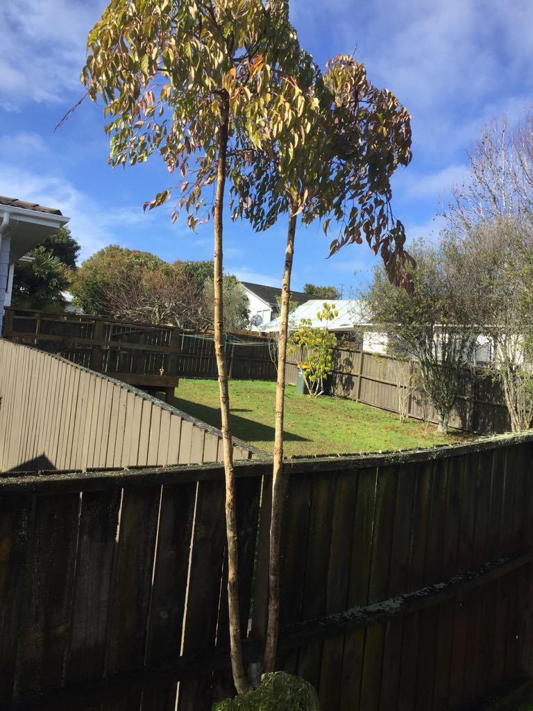 China Doll Tree Want to reduce leggy look and make bushier in the Ask