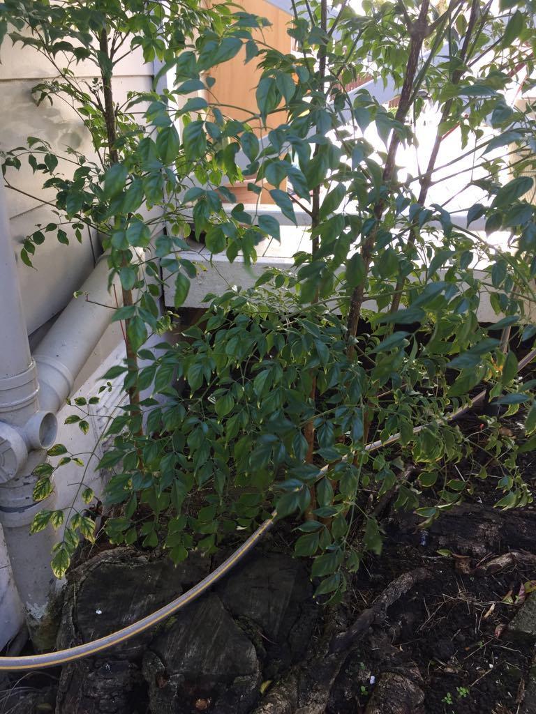 China Doll Tree Want to reduce leggy look and make bushier in the Ask