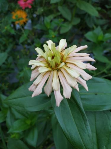 Thumb of 2019-08-04/GardenOfEaten/59319d