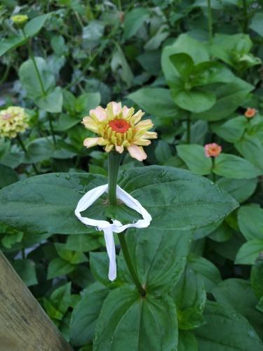 Thumb of 2019-08-04/GardenOfEaten/6c5e4b