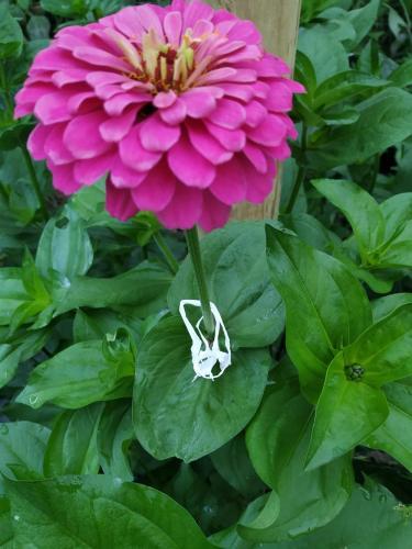 Thumb of 2019-08-04/GardenOfEaten/ed1b70