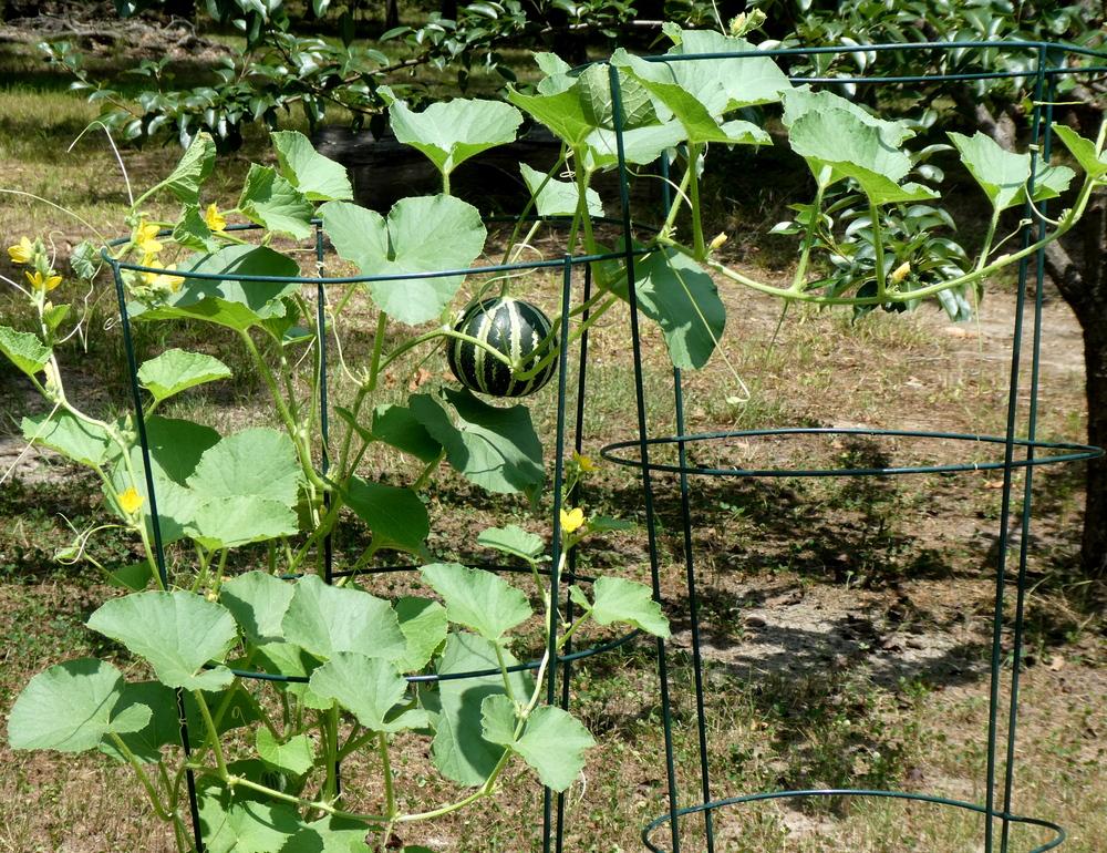 Photo of the entire plant of Melon (Cucumis melo 'Kajari') posted by