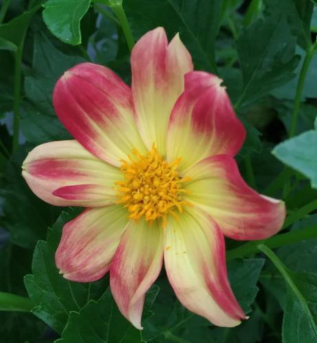 Thumb of 2019-08-05/GardenOfEaten/ead623