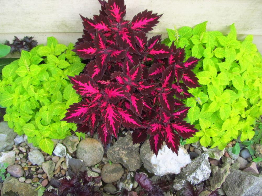 Coleus: Plant Care and Collection of Varieties - Garden.org