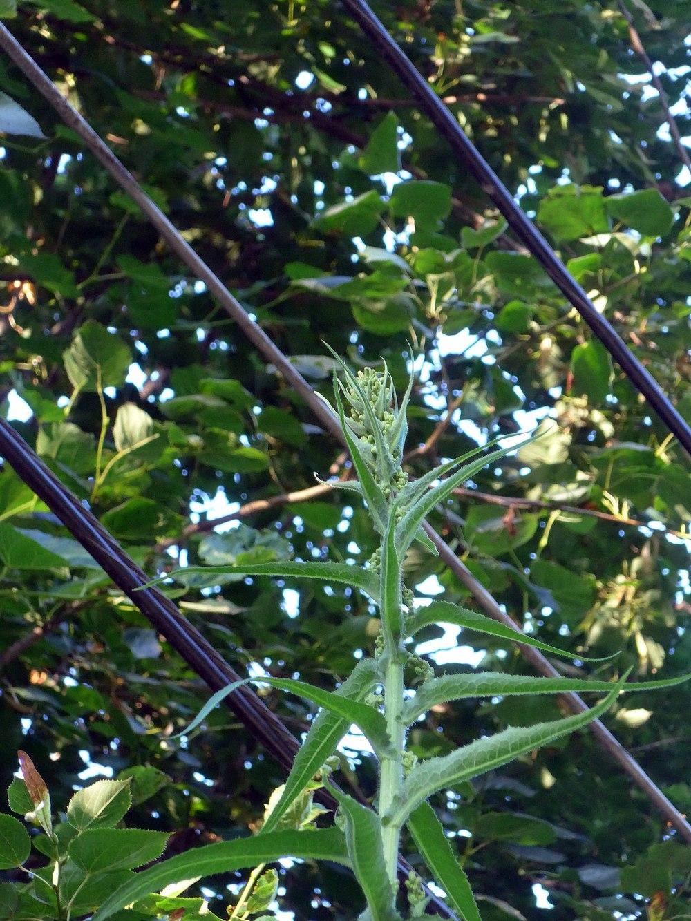 Plant ID forum→Giant mystery weed - Garden.org