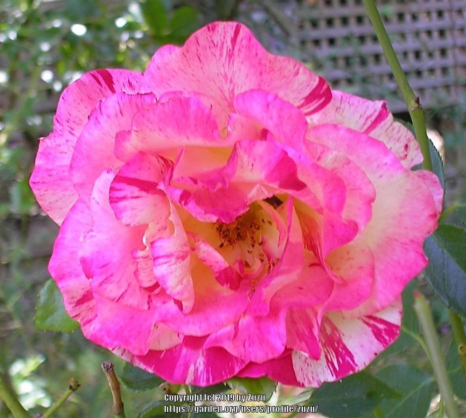 Rose (Rosa 'Camille Pissarro') in the Roses Database