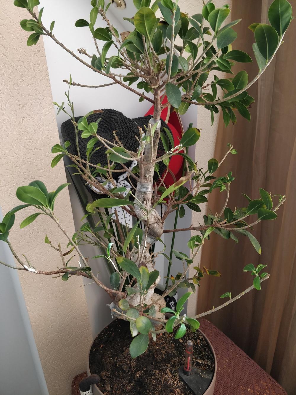Sick ficus bonsai in the Pests and Diseases forum