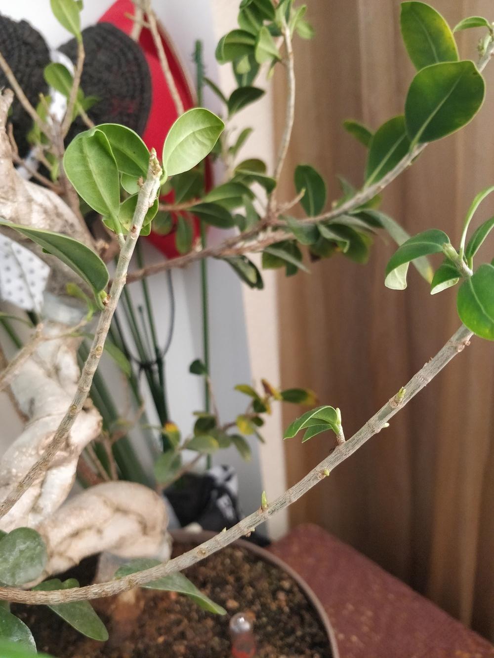 Sick ficus bonsai in the Pests and Diseases forum