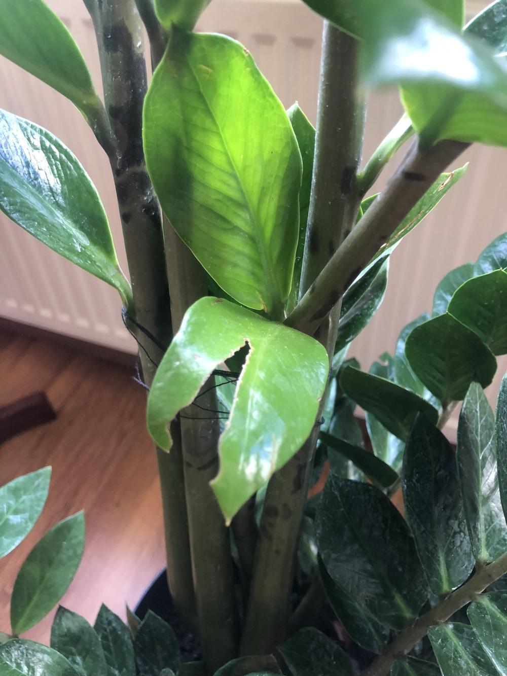 Could someone please help with the white spots I see on ZZ plant? in the Ask a Question forum