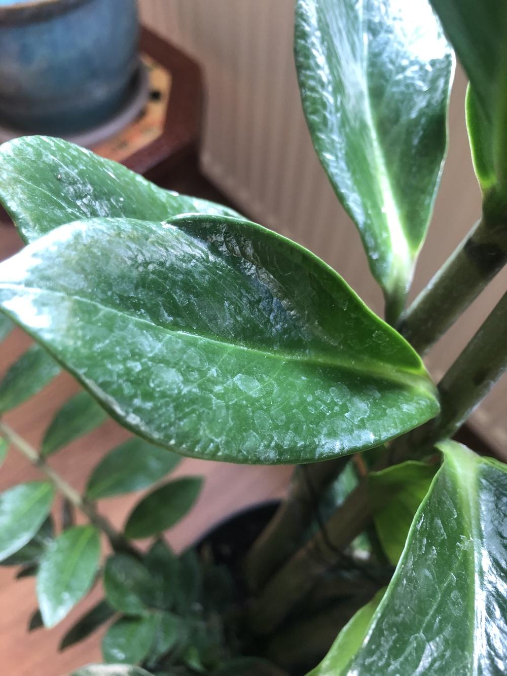 Could someone please help with the white spots I see on ZZ plant? in