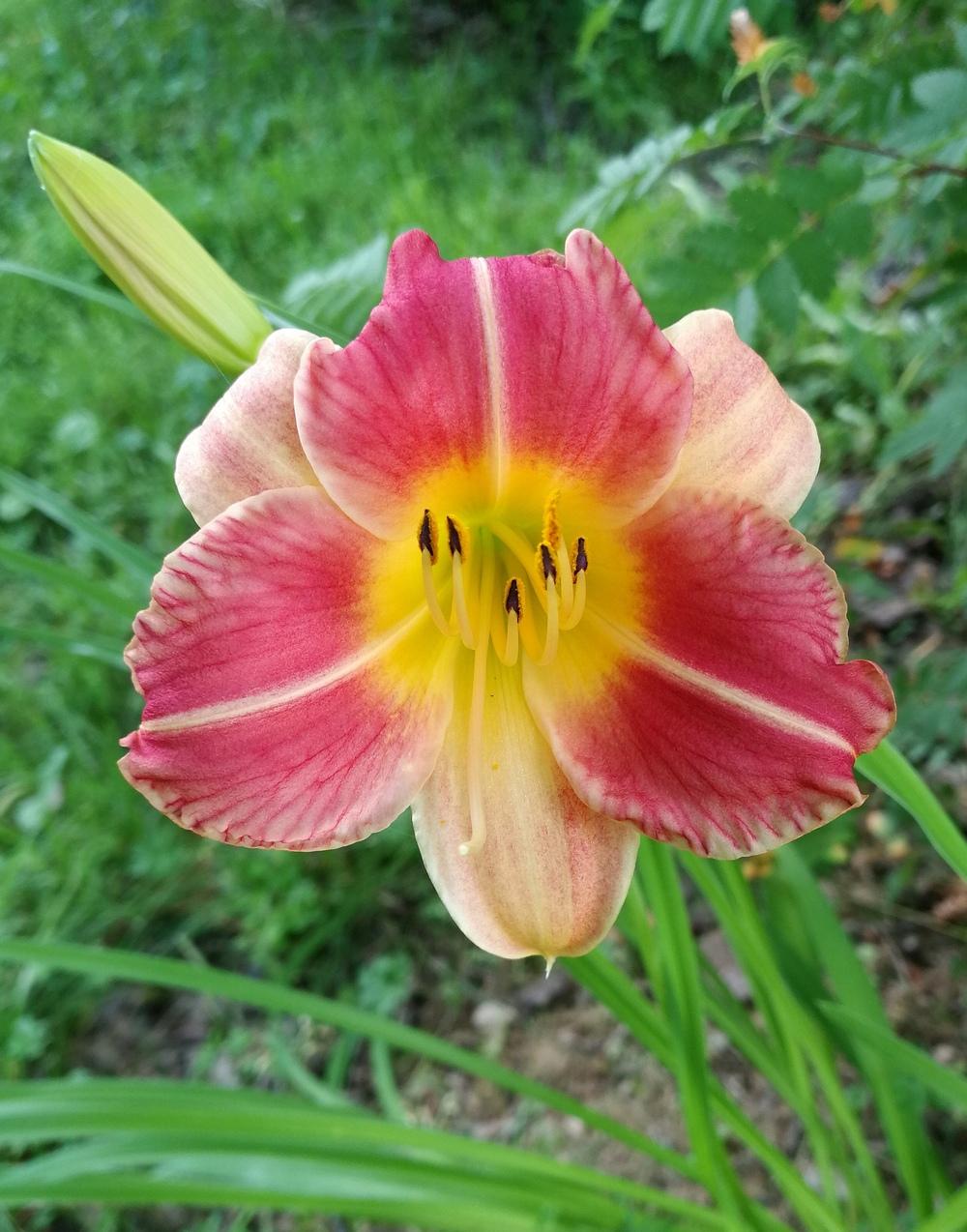 Photo of the bloom of Daylily (Hemerocallis 'Longfield's Butterfly