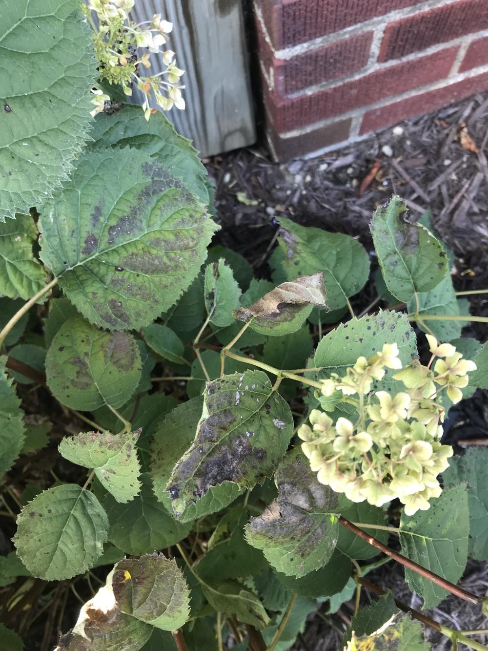 Brown spots on hydrangea leaves in the Hydrangeas forum