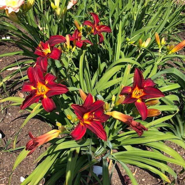 Daylily (Hemerocallis 'Naughty Red') in the Daylilies Database
