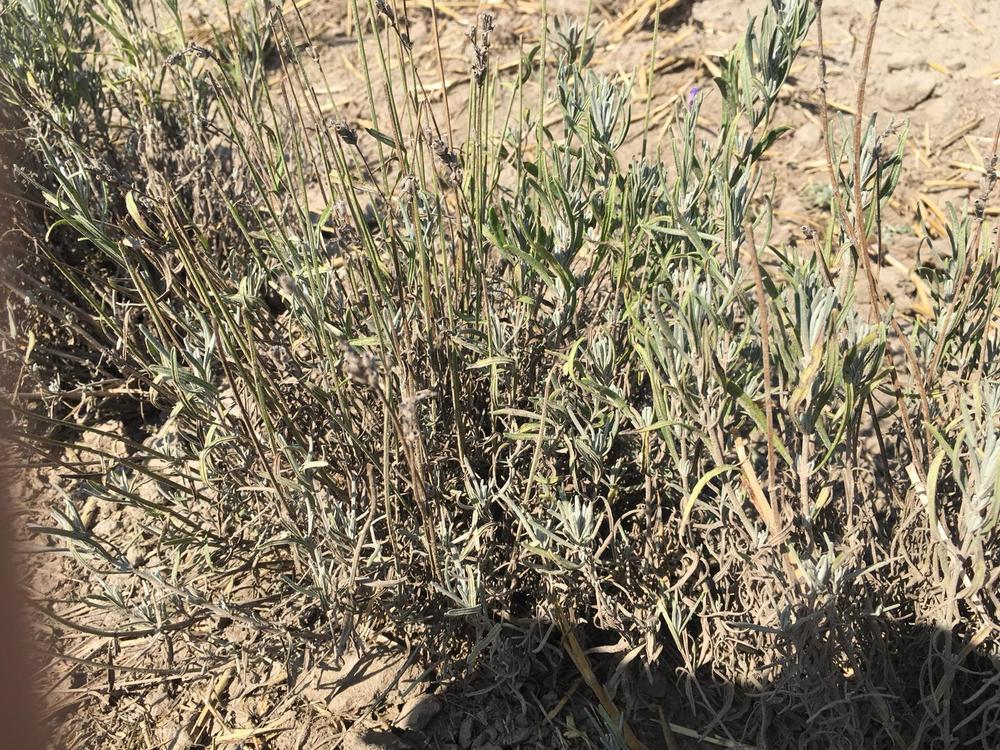 Help !! My lavender leaves are changing to yellow with some brown