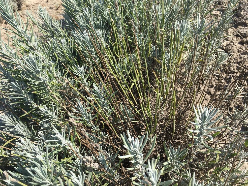 Help !! My lavender leaves are changing to yellow with some brown