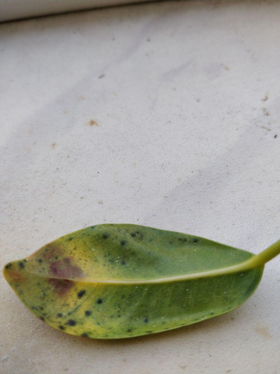 Sick ficus bonsai in the Pests and Diseases forum