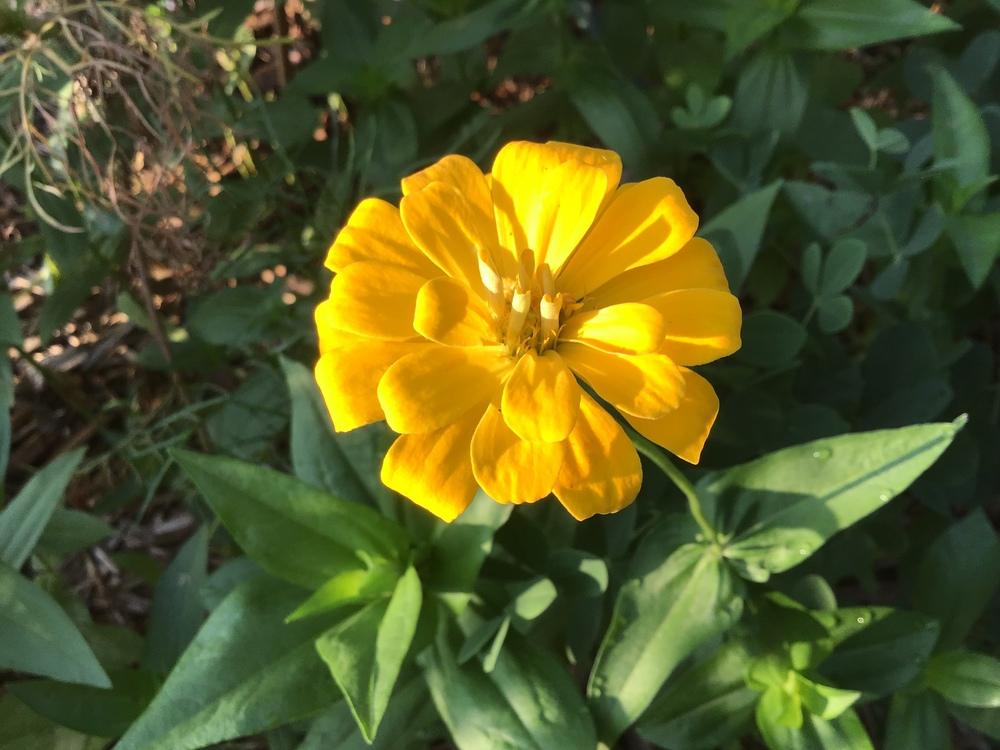 Zinnia (Zinnia elegans 'Canary Bird')