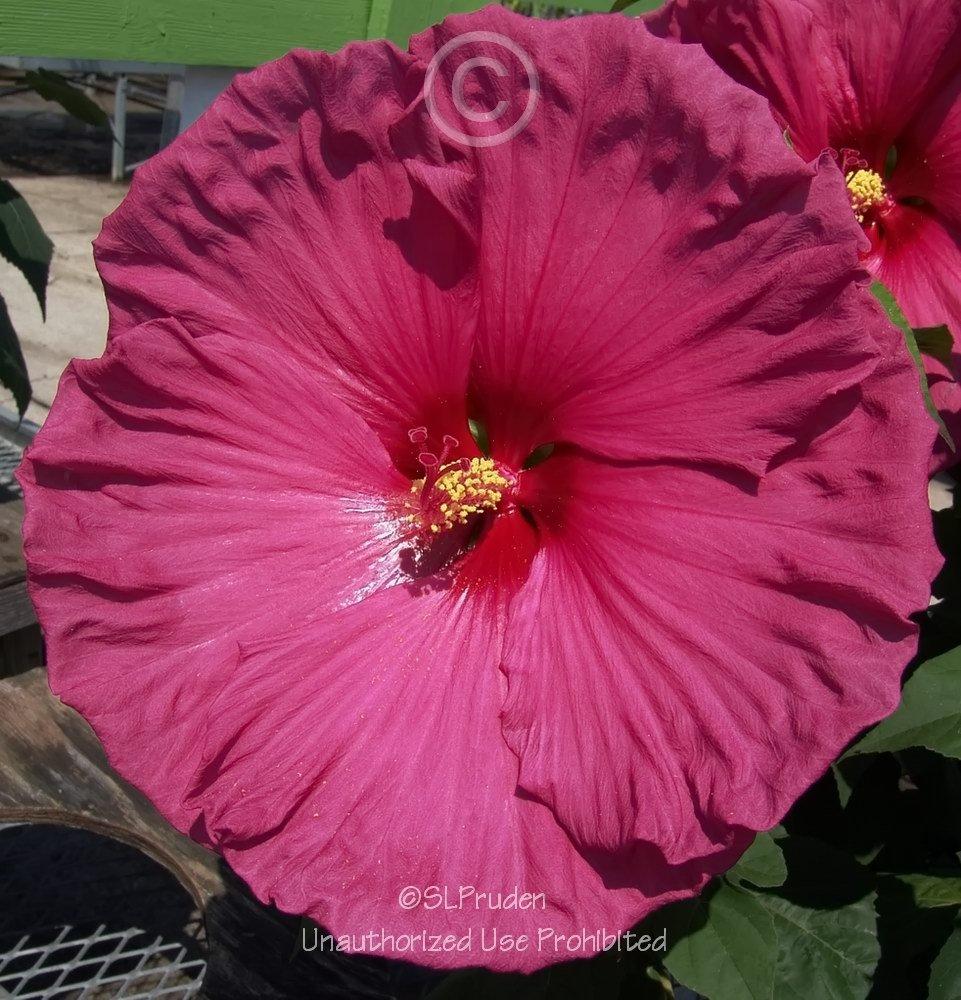 Photo of the bloom of Hybrid Hardy Hibiscus (Hibiscus 'Jazzberry Jam