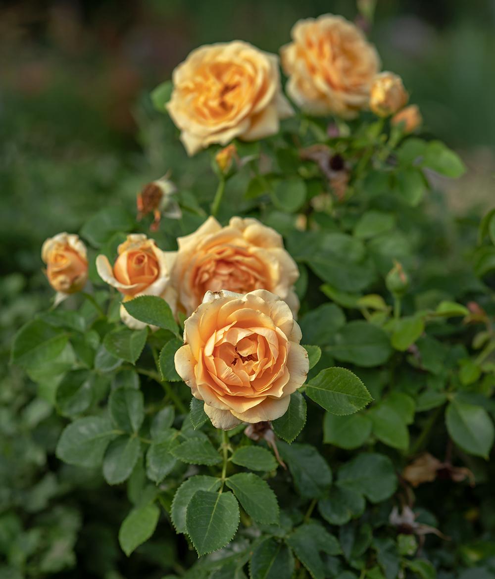 Rose (Rosa 'St. Tropez') in the Roses Database