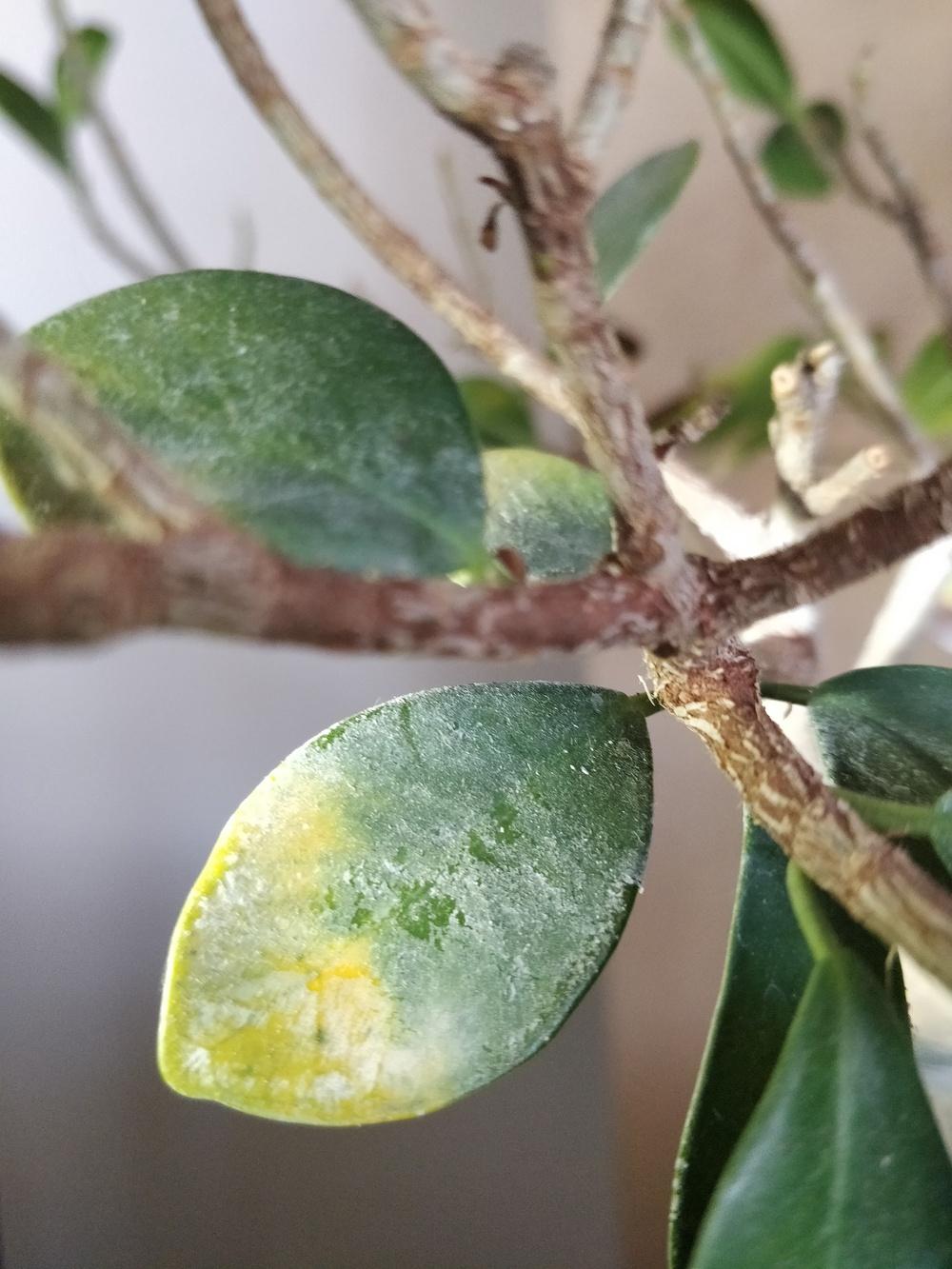 Sick ficus bonsai in the Pests and Diseases forum