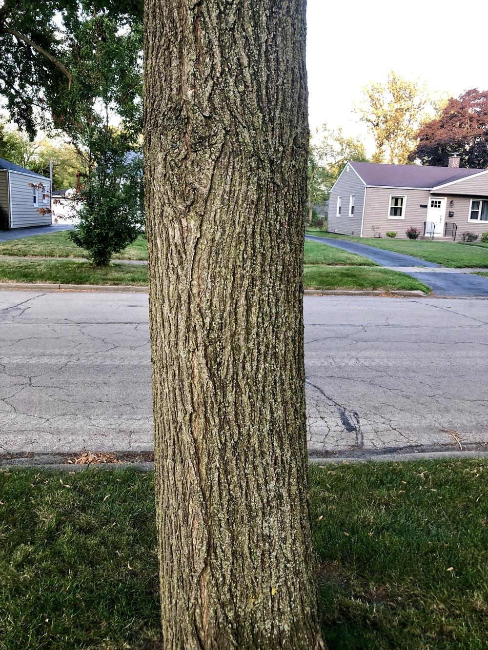 What is killing my bushes and trees?? in the Ask a Question forum