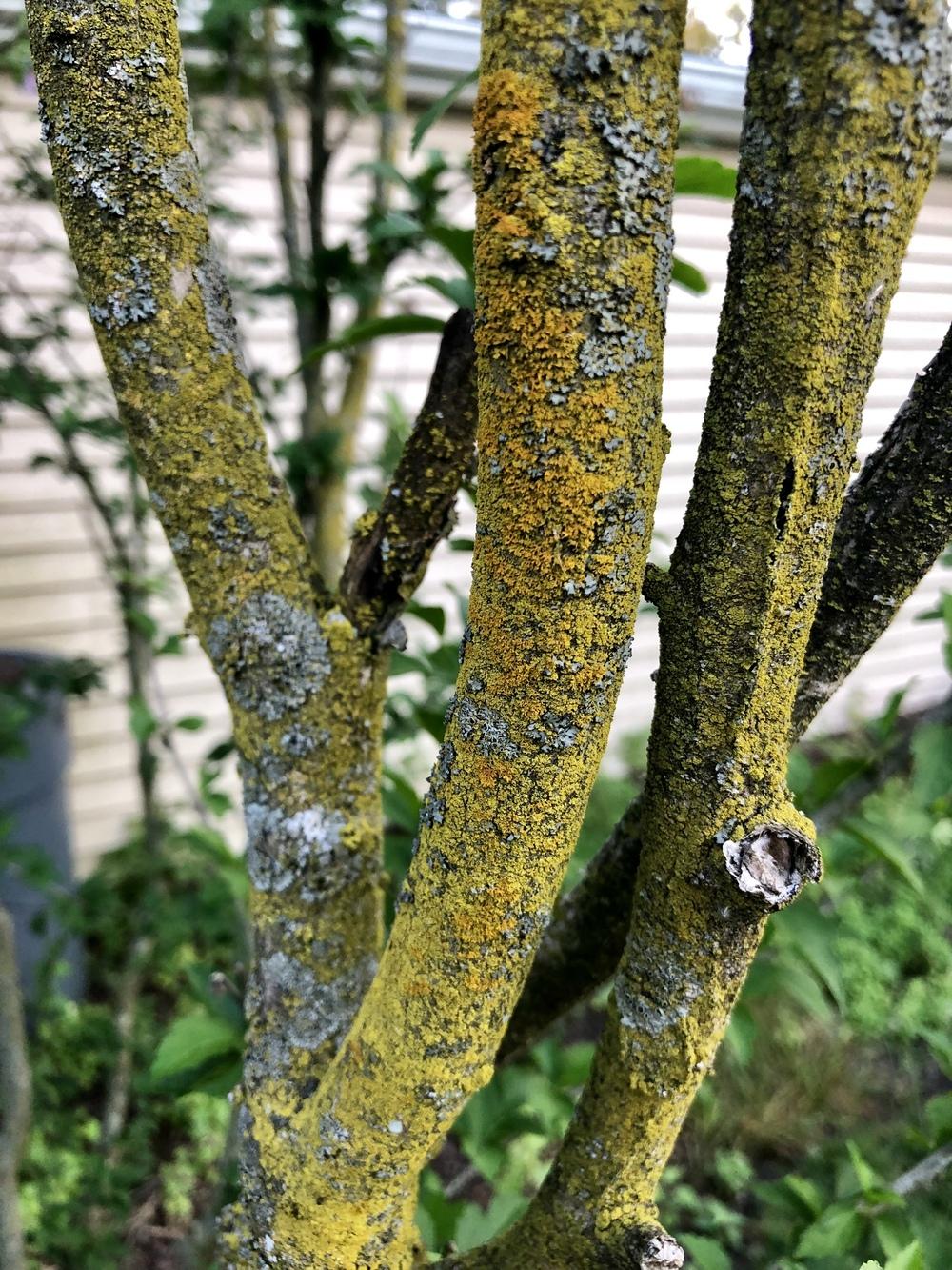 What is killing my bushes and trees?? in the Ask a Question forum